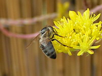 Abeille butinant (ph. Mrugala F., Lyon)(1)